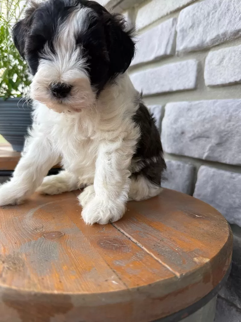 Elliott