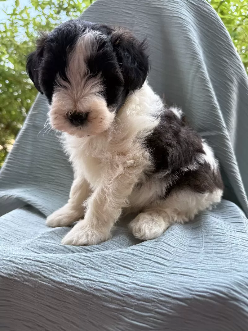 Elliott