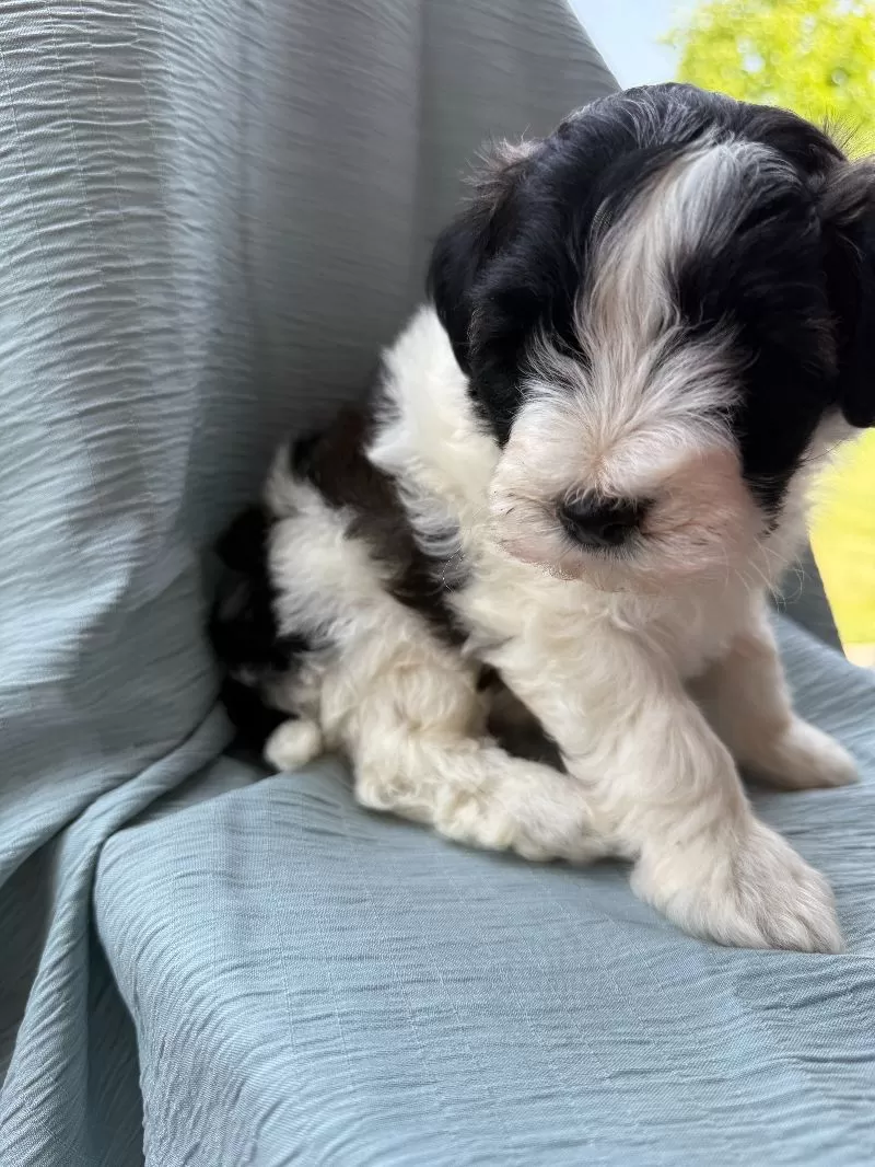 Elliott