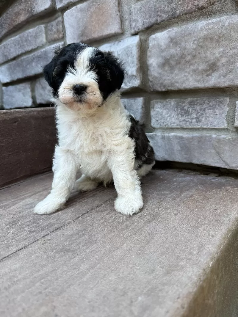 Elliott
