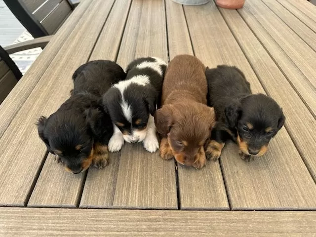 Ina's Mini Dachshunds coming soon
