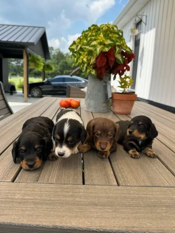 Ina's Mini Dachshunds coming soon