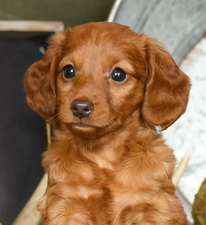 Elsa