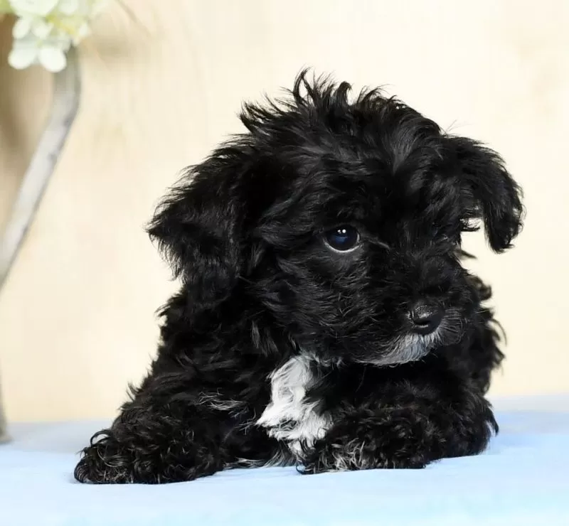 Teddy