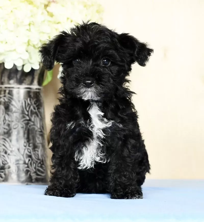 Teddy