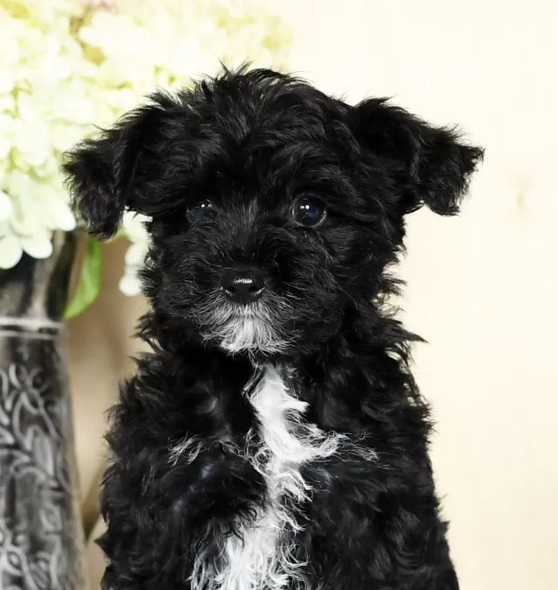 Teddy