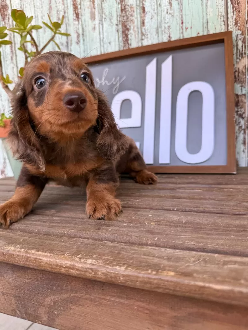 Ollie