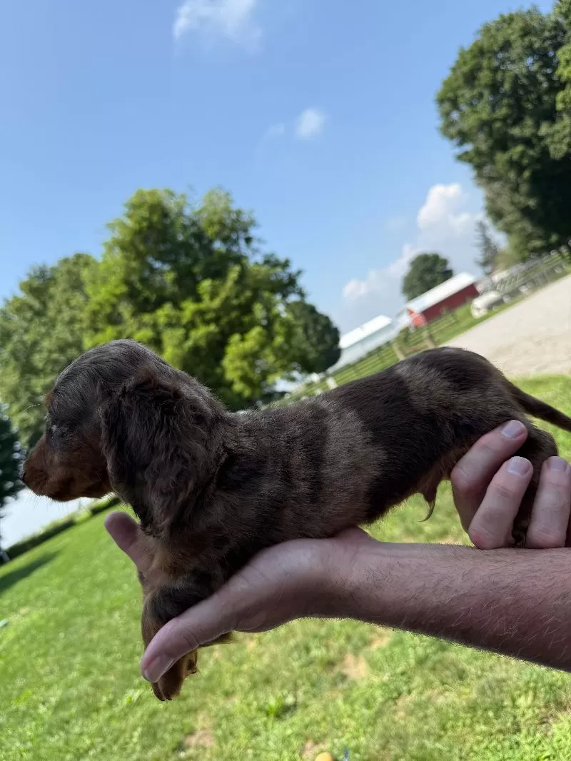 Ollie