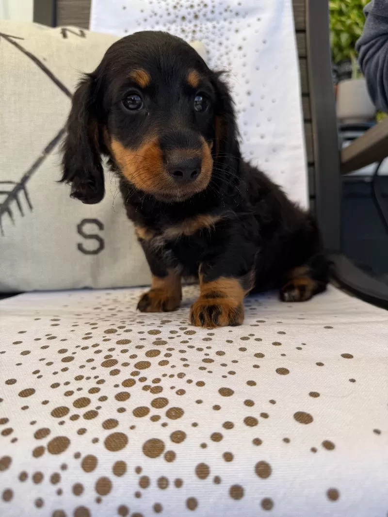 Victor
