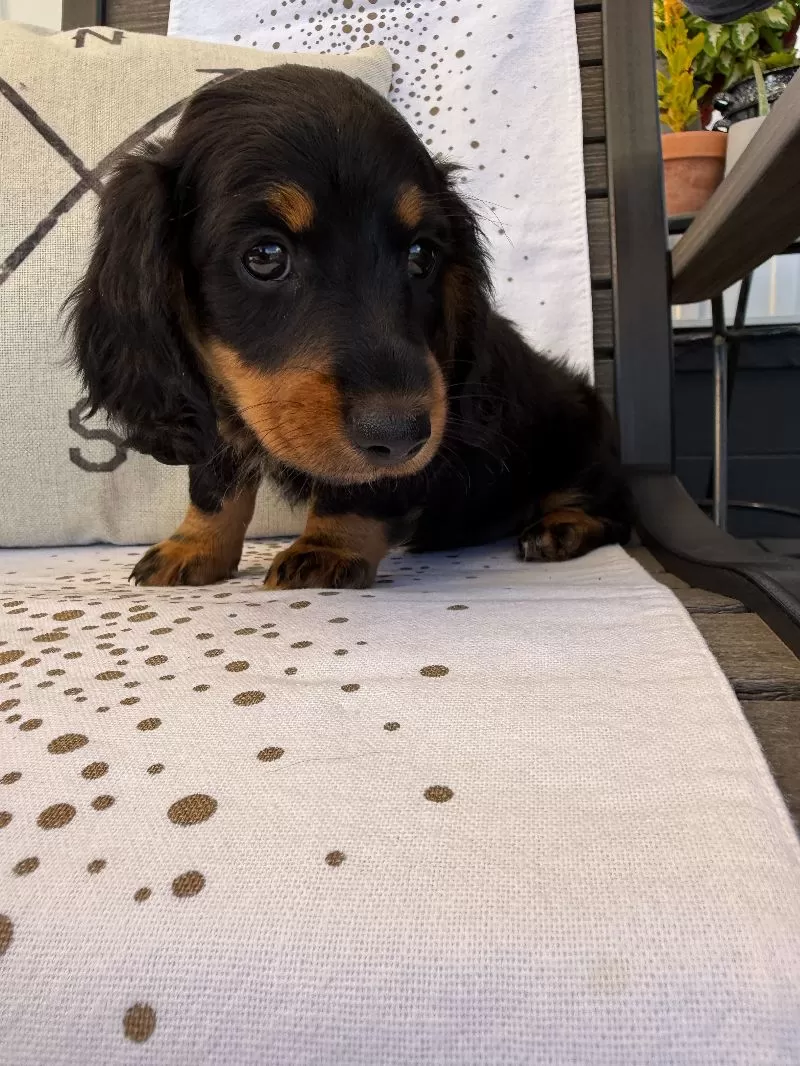 Victor