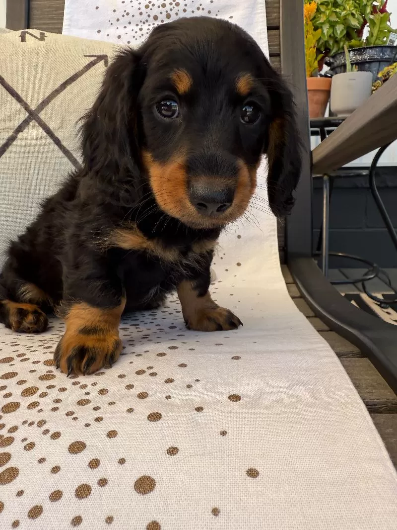Victor