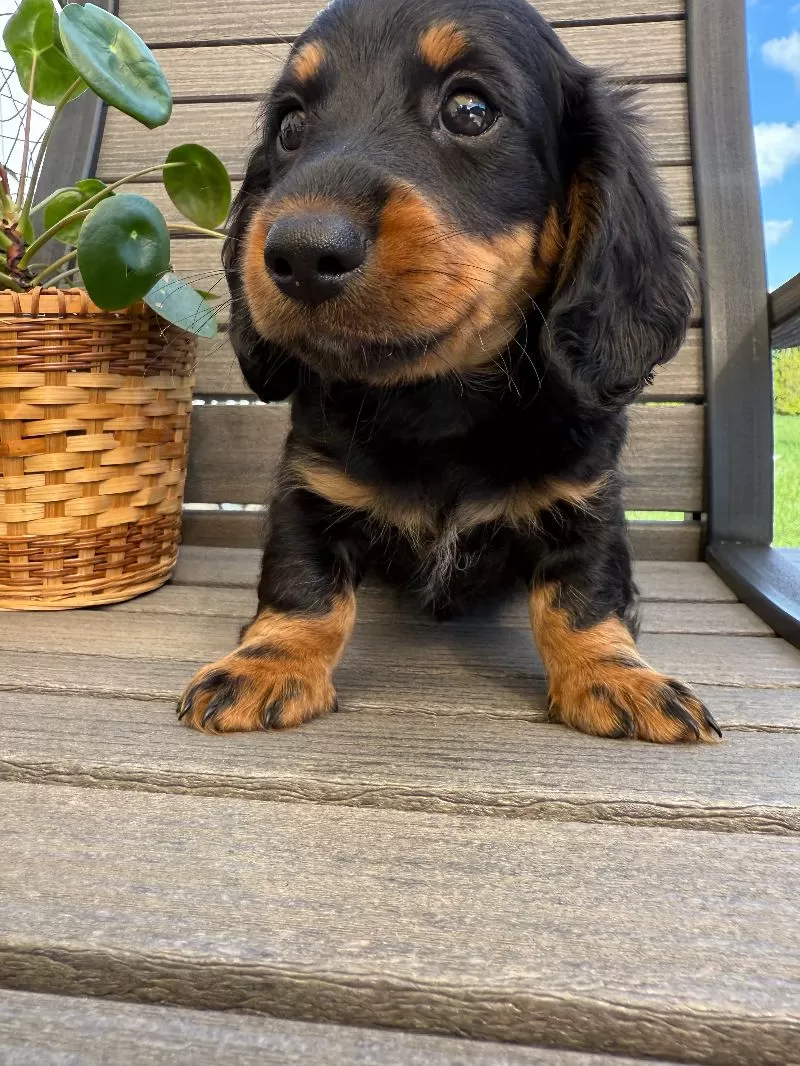 Victor