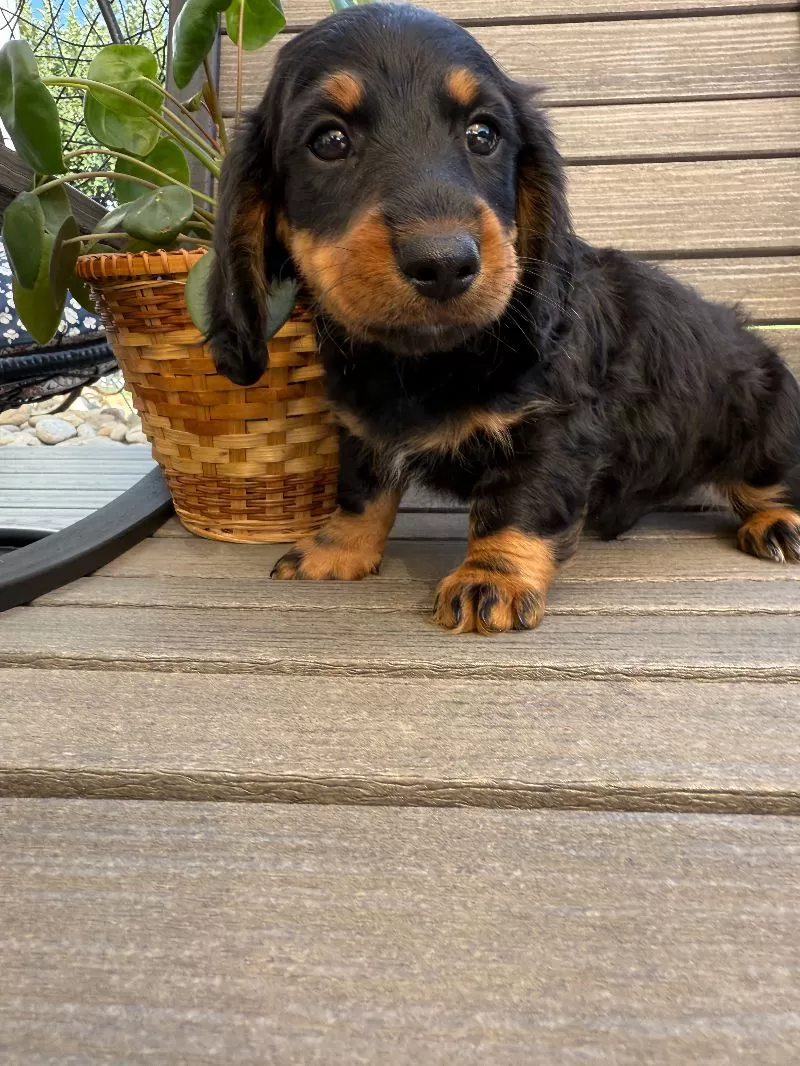 Victor