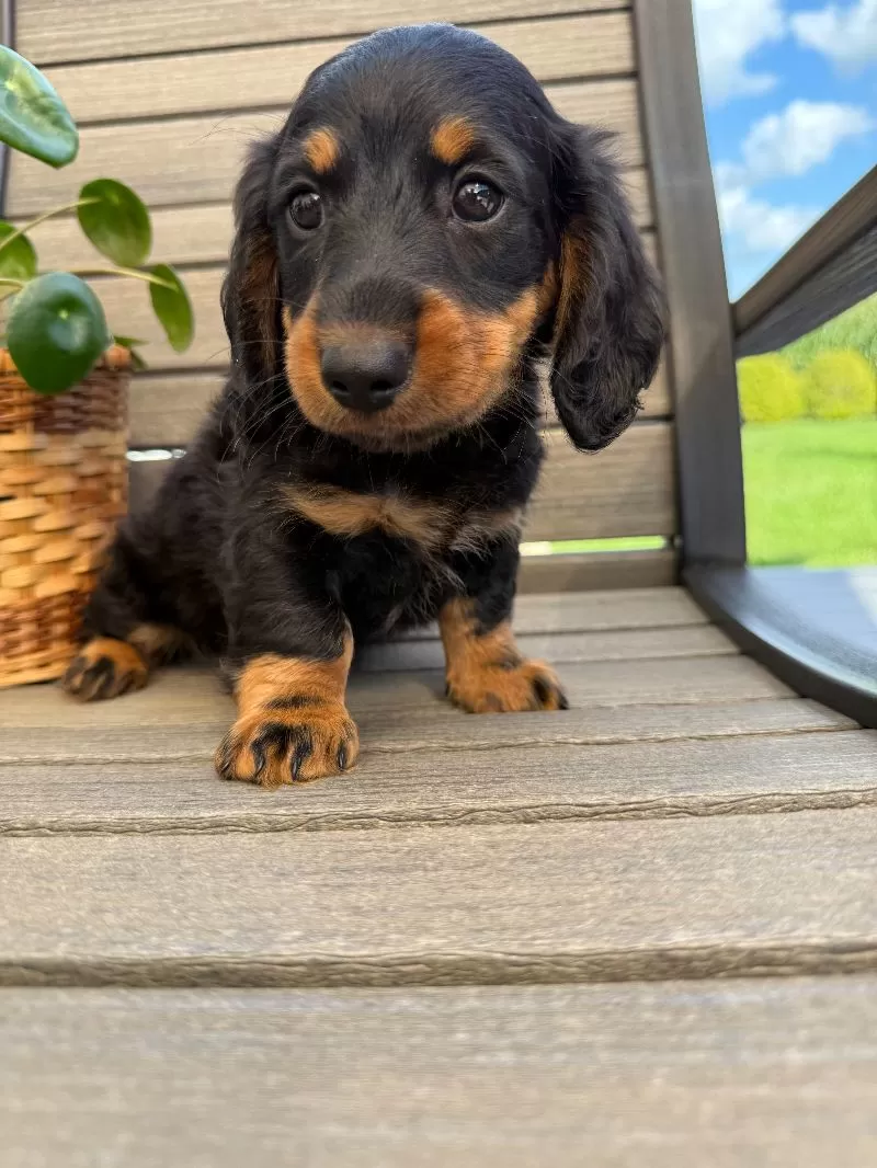 Victor