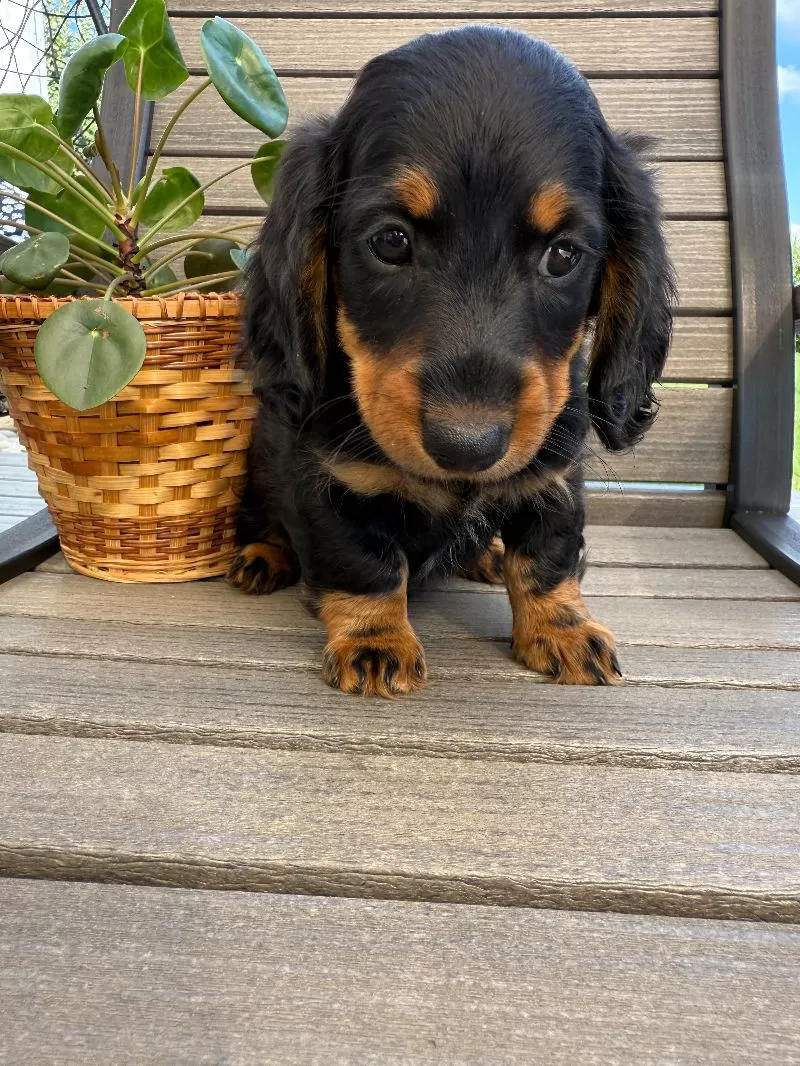 Victor