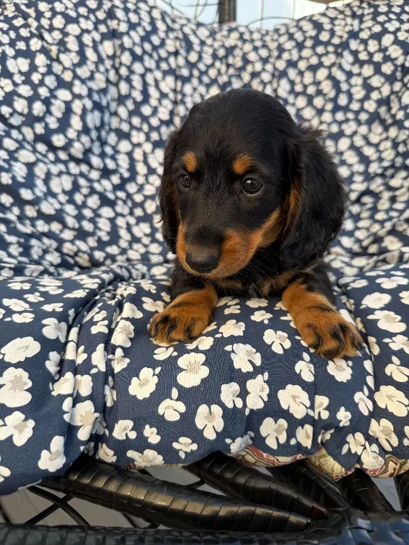 Victor