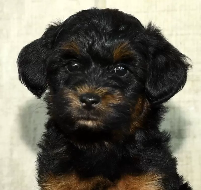 Lindor