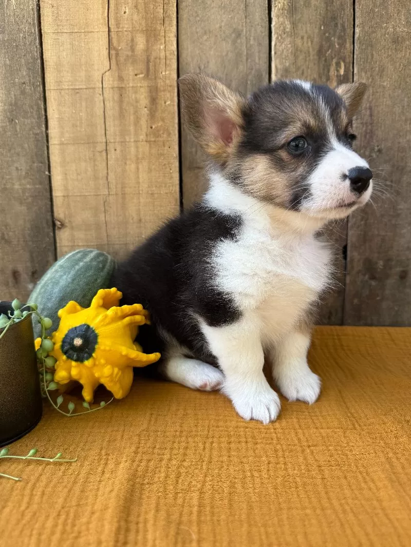 Jake
