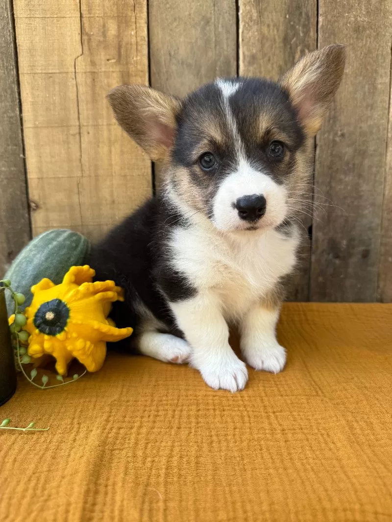 Jake