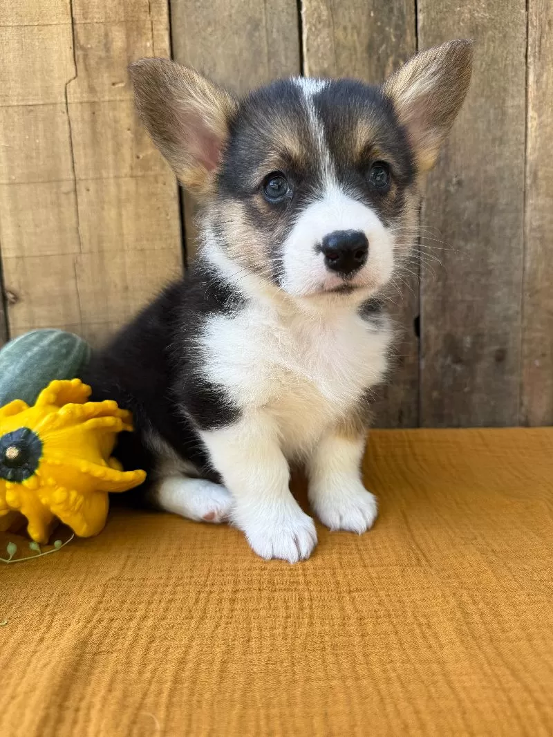 Jake