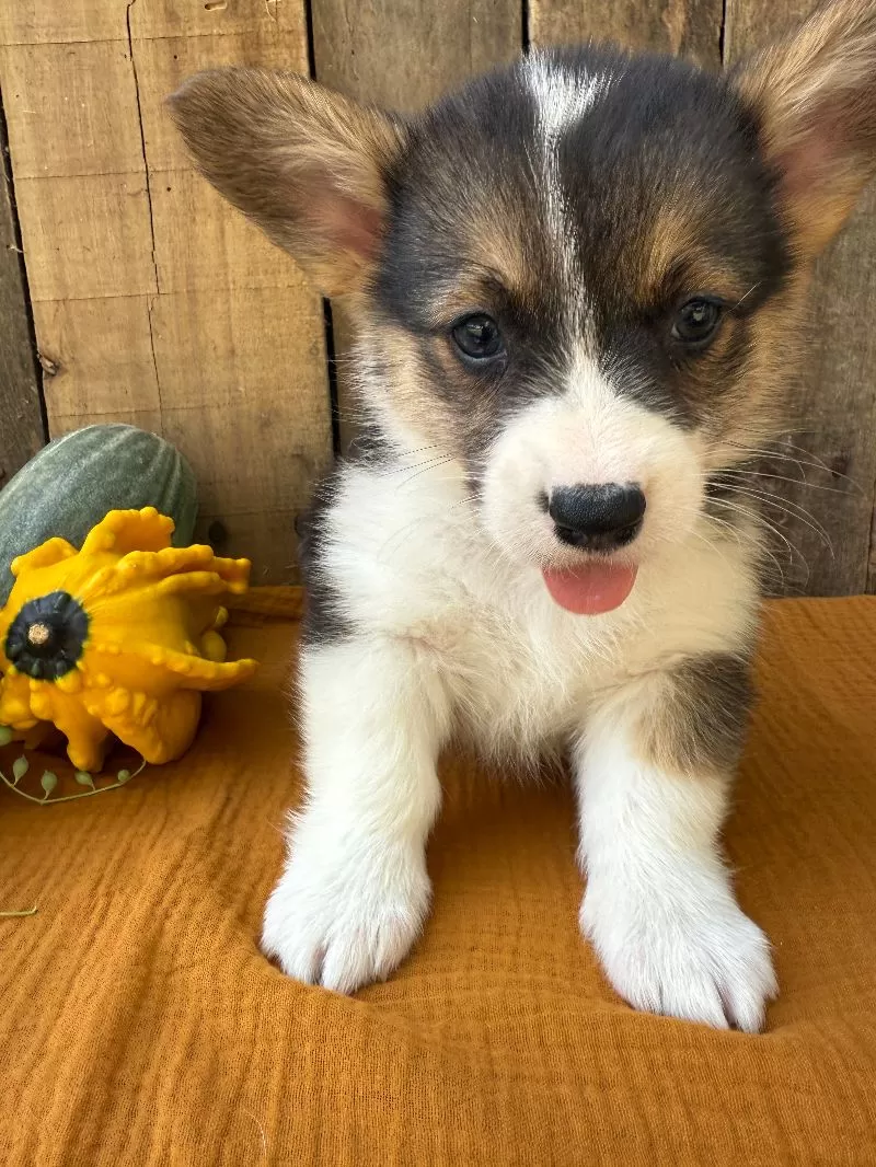 Jake