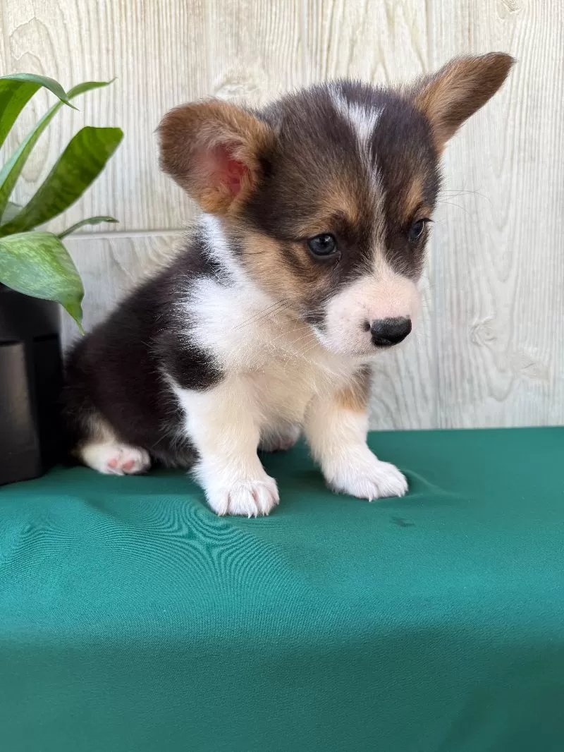 Jake