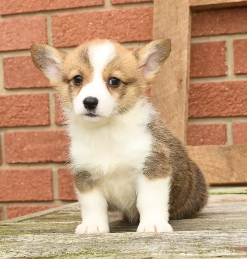 Teddy