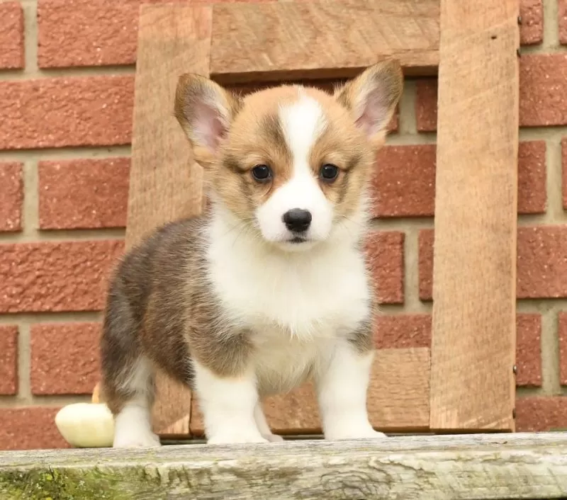 Teddy