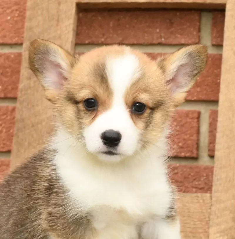 Teddy