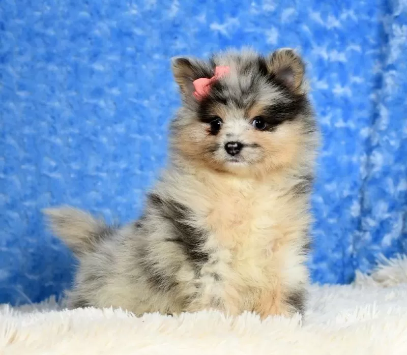 Nala