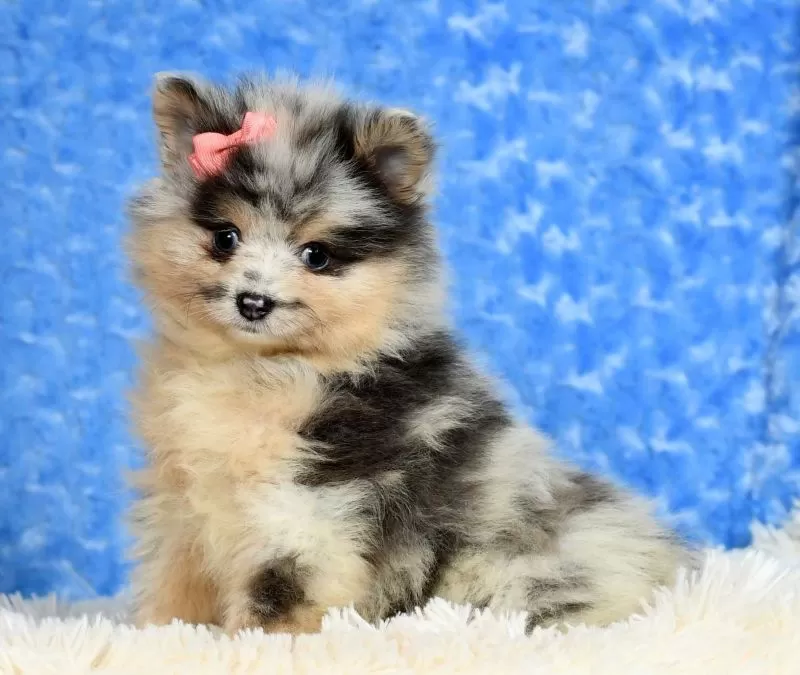 Nala
