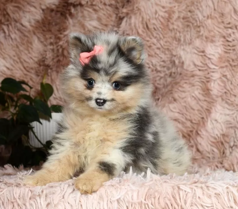 Nala