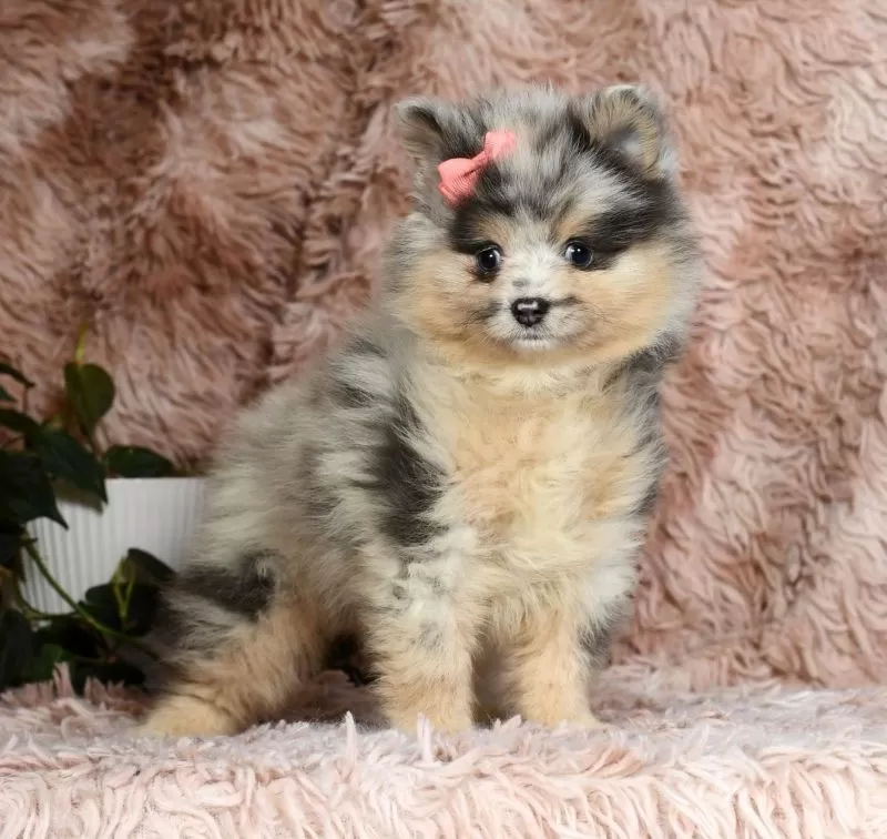 Nala