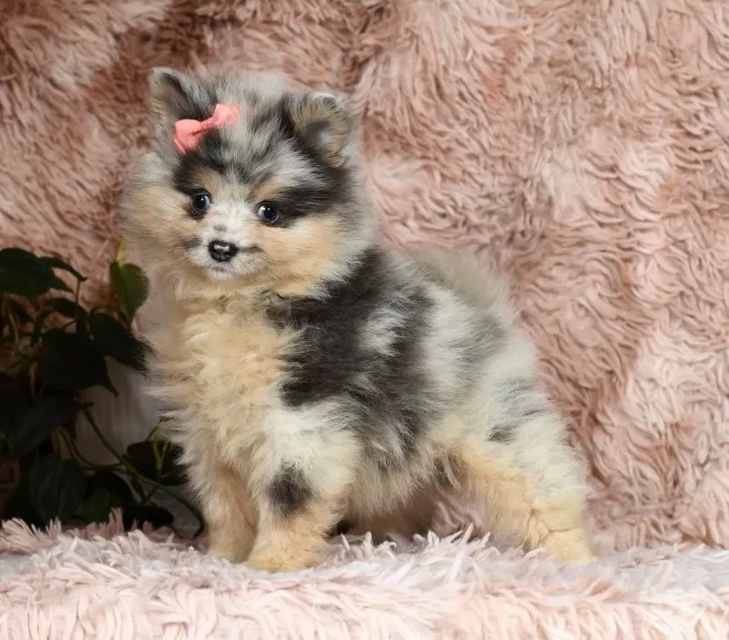 Nala