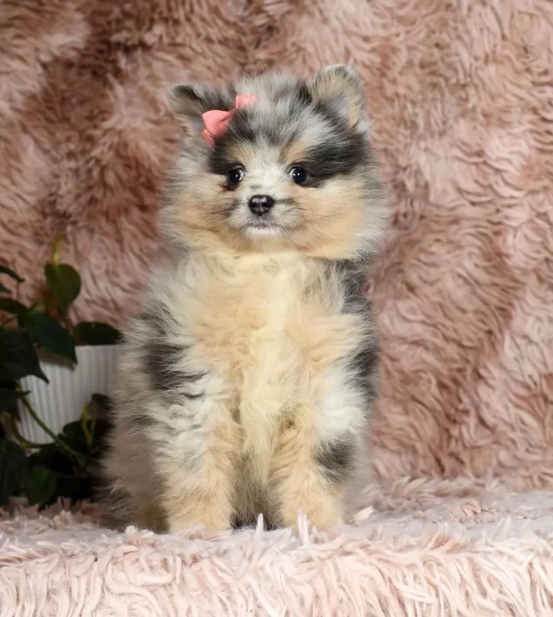 Nala