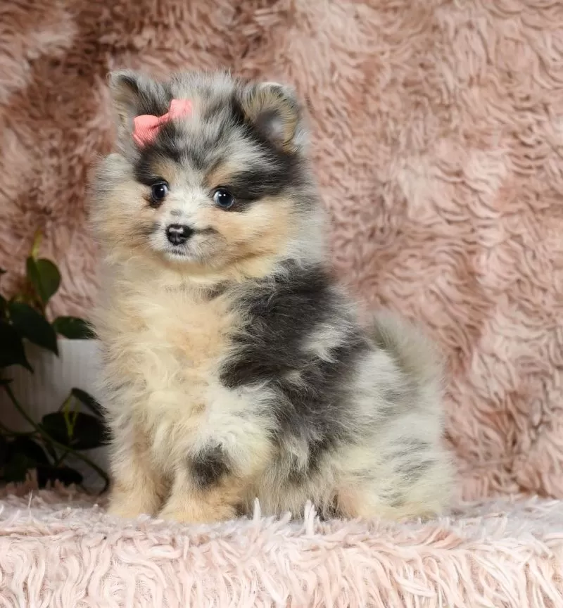 Nala