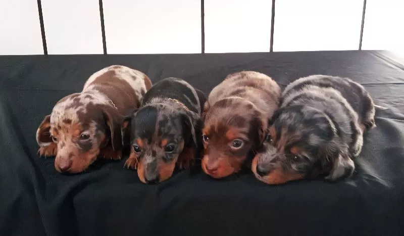 Mini Dachshund coming soon