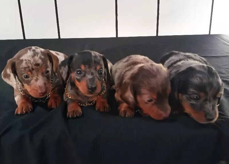 Mini Dachshund coming soon