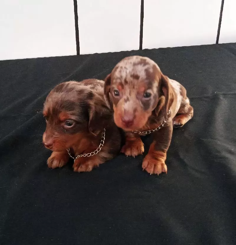 Mini Dachshund coming soon