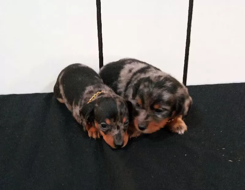 Mini Dachshund coming soon