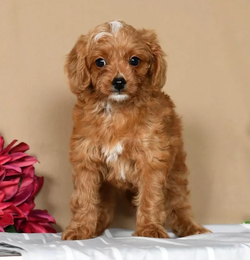 Nova