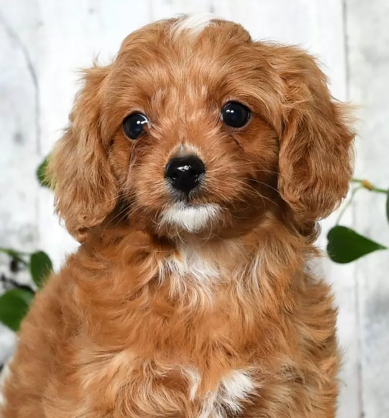 Nova