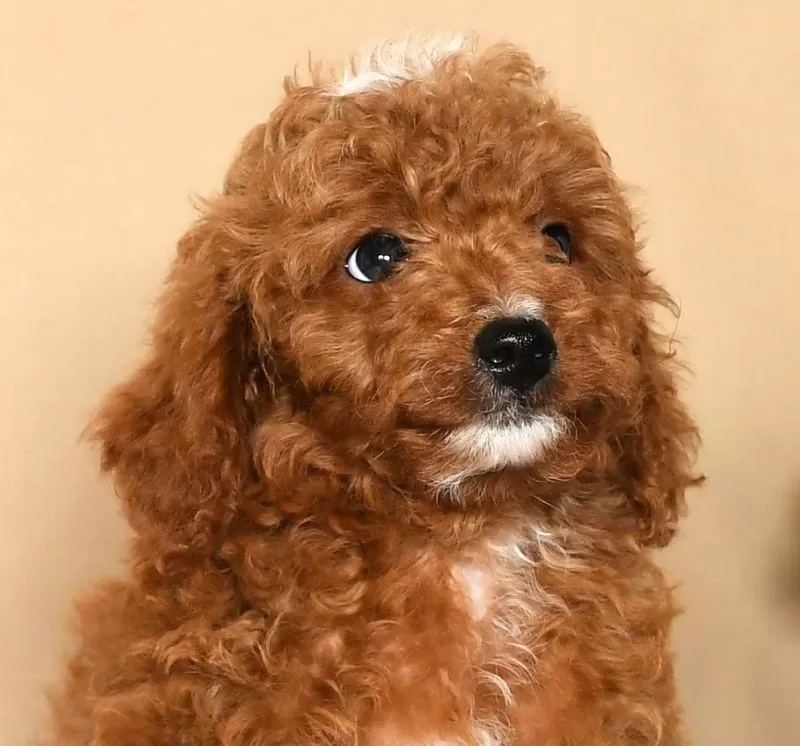 Max