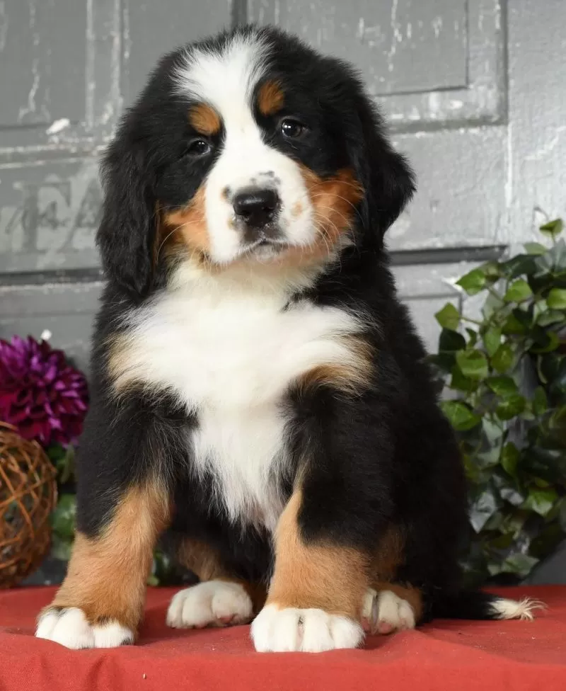 Tipper