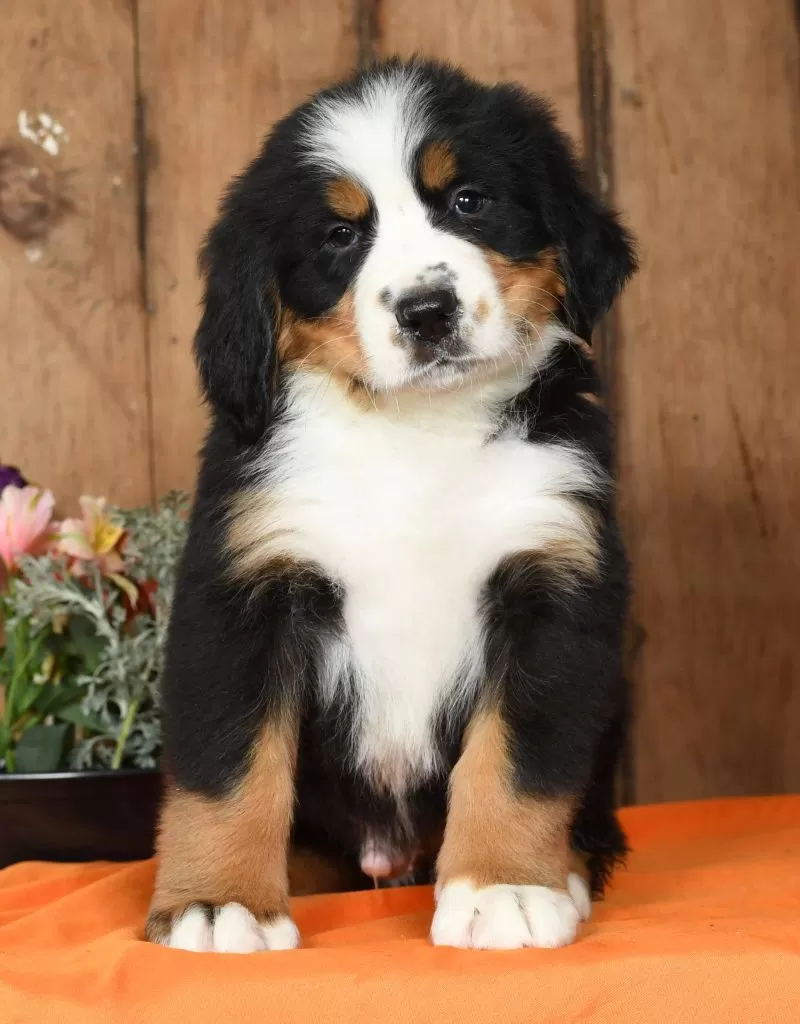 Tipper