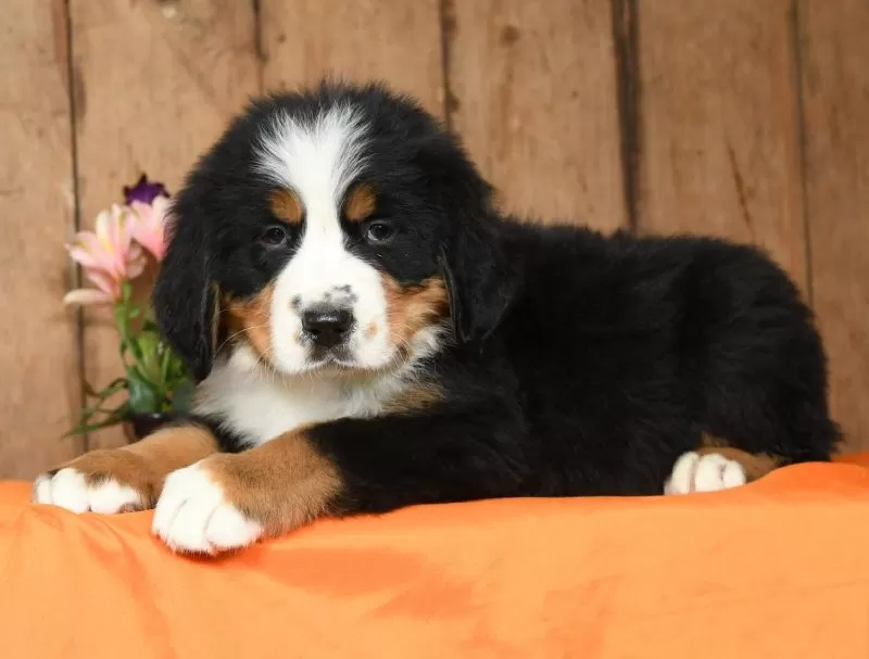 Tipper