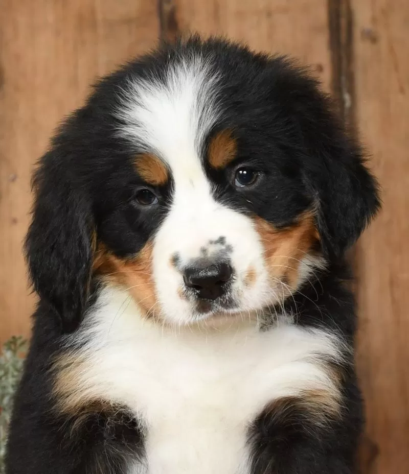 Tipper