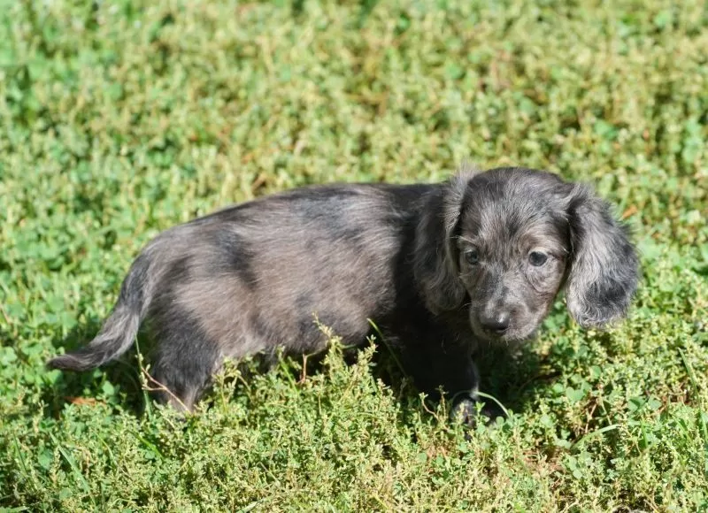 Grady