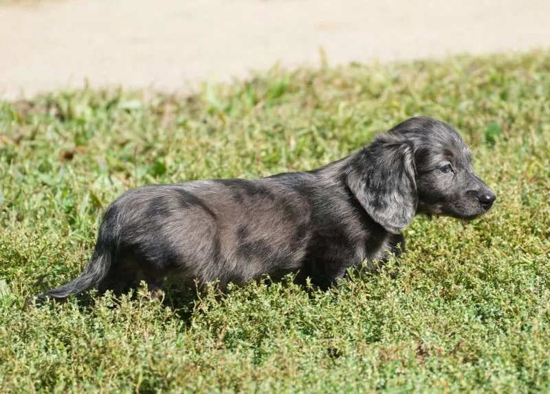Grady