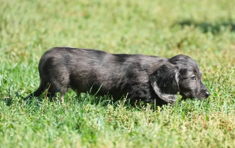 Grady
